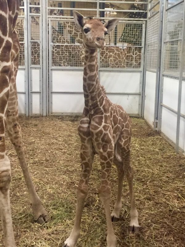 Giraffe